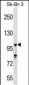 USP16 Antibody (N-term)